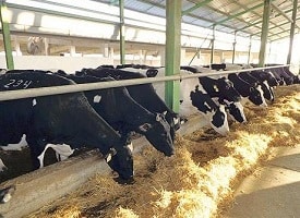 Fermă de 20 vaci lângă Reghin cu un profit de 12000 lei/lună